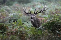 D6 Boutissaint 21-10-09 3158   Photo ACG