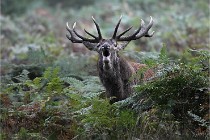 D6 Boutissaint 21-10-09 3175   Photo ACG