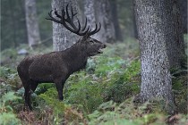 D6 Boutissaint 21-10-09 3181   Photo ACG