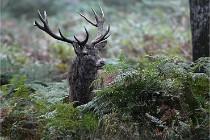 D6 Boutissaint 21-10-09 3192   Photo ACG