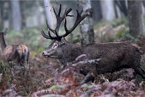 D6 Boutissaint 21-10-09 3196   Photo ACG