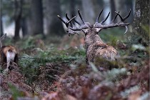 D6 Boutissaint 21-10-09 3198   Photo ACG