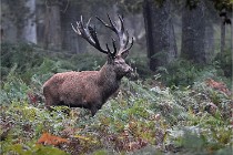 D6 Boutissaint 21-10-09 3212   Photo ACG