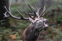 D6 Boutissaint 21-10-09 3215   Photo ACG