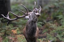 D6 Boutissaint 21-10-09 3220   Photo ACG