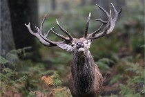 D6 Boutissaint 21-10-09 3222   Photo ACG