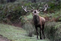 D6 Boutissaint 21-10-09 3240   Photo ACG