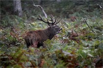 D6 Boutissaint 21-10-09 3257   Photo ACG