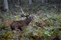 D6 Boutissaint 21-10-09 3270   Photo ACG