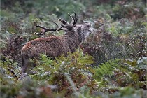 D6 Boutissaint 21-10-09 3274   Photo ACG