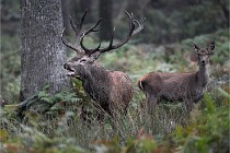 D6 Boutissaint 21-10-09 3278   Photo ACG