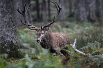 D6 Boutissaint 21-10-09 3295   Photo ACG