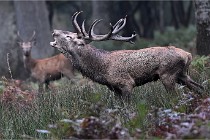 D6 Boutissaint 21-10-09 3298   Photo ACG