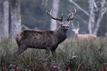 D6 Boutissaint 21-10-09 3330   Photo ACG