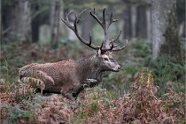 D6 Boutissaint 21-10-09 3337   Photo ACG