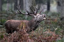 D6 Boutissaint 21-10-09 3339   Photo ACG