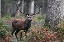 D6 Boutissaint 21-10-09 3348   Photo ACG