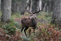 D6 Boutissaint 21-10-09 3350   Photo ACG