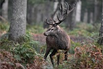 D6 Boutissaint 21-10-09 3351   Photo ACG