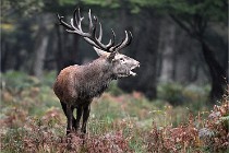 D6 Boutissaint 21-10-09 3352   Photo ACG