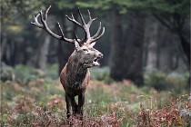 D6 Boutissaint 21-10-09 3386   Photo ACG