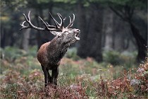 D6 Boutissaint 21-10-09 3389   Photo ACG