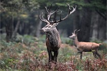 D6 Boutissaint 21-10-09 3394   Photo ACG