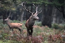 D6 Boutissaint 21-10-09 3397   Photo ACG