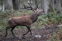 D6 Boutissaint 21-10-09 3402   Photo ACG