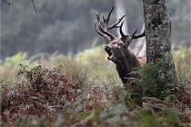 D6 Boutissaint 21-10-09 3408   Photo ACG