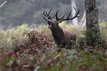 D6 Boutissaint 21-10-09 3411   Photo ACG