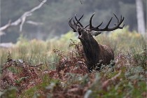 D6 Boutissaint 21-10-09 3414   Photo ACG