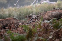 D6 Boutissaint 21-10-09 3418   Photo ACG