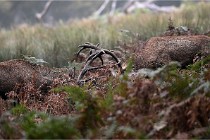 D6 Boutissaint 21-10-09 3419   Photo ACG