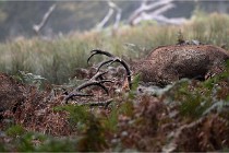 D6 Boutissaint 21-10-09 3421   Photo ACG