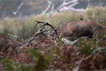 D6 Boutissaint 21-10-09 3422   Photo ACG