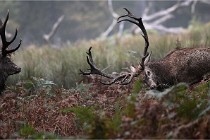 D6 Boutissaint 21-10-09 3424   Photo ACG