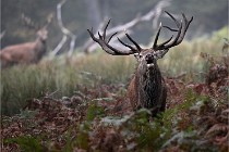 D6 Boutissaint 21-10-09 3427   Photo ACG