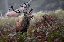 D6 Boutissaint 21-10-09 3432   Photo ACG