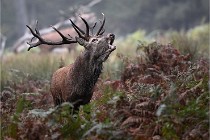 D6 Boutissaint 21-10-09 3434   Photo ACG