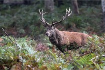 D6 Boutissaint 21-10-09 3485   Photo ACG