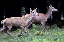 D6 Boutissaint 21-10-09 3498   Photo ACG