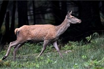 D6 Boutissaint 21-10-09 3521   Photo ACG