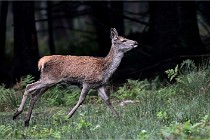 D6 Boutissaint 21-10-09 3524   Photo ACG