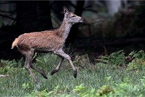 D6 Boutissaint 21-10-09 3525   Photo ACG