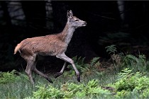 D6 Boutissaint 21-10-09 3527   Photo ACG