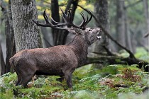 D6 Boutissaint 21-10-09 3531   Photo ACG