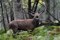 D6 Boutissaint 21-10-09 3534   Photo ACG