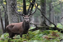 D6 Boutissaint 21-10-09 3539   Photo ACG