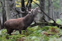 D6 Boutissaint 21-10-09 3544   Photo ACG